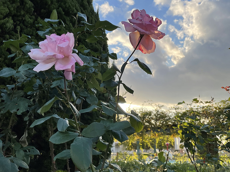 当社の代表と社員が撮影した写真を掲載しております。
