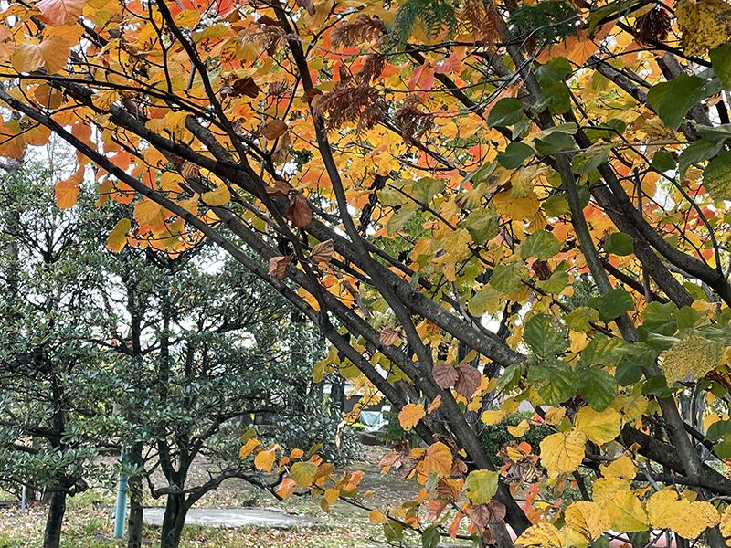 当社の代表と社員が撮影した写真を掲載しております。